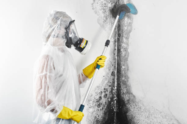 Best Mold Removal for HVAC Installations  in Fort Montgomery, NY