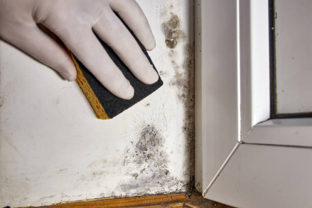 Best Mold Remediation for Healthcare Facilities  in Fort Montgomery, NY